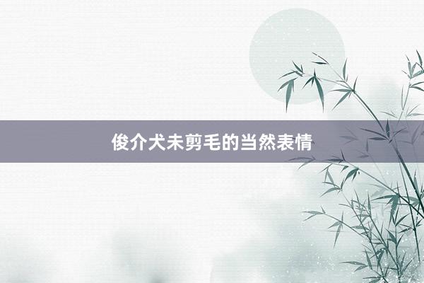 俊介犬未剪毛的当然表情